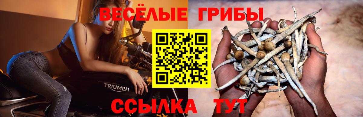 Видное  Галлюциногенные грибы Psilocybe  Галлюциногенные грибы MAGIC MUSHROOMS  Вход с VPN 